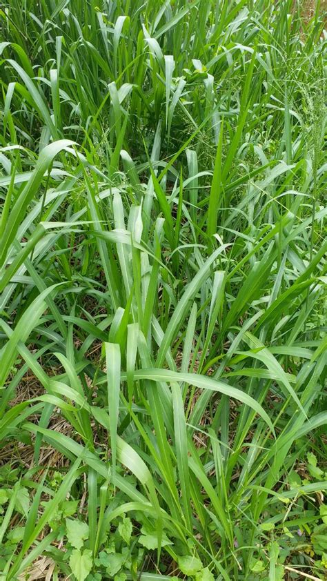 Agriculture of Sri Lanka: Guinea Grass Megathyrsus maximus