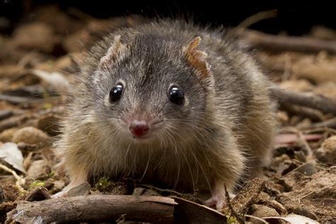 Antechinus flavipes, Yellow-footed Antechinus