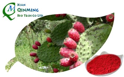 China Nopal Cactus Fruit Powder Suppliers & Manufacturers & Factory ...