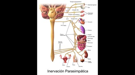 Fisiofarmacologia del sistema nervioso parasimpatico - YouTube