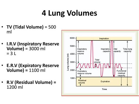 PPT - Lung volumes & Lung Capacities PowerPoint Presentation, free download - ID:2352295