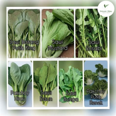 Pelbagai Biji benih SAWI DAUN sawi manis pak choy seeds | Lazada