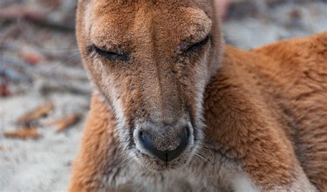 The antilopine wallaroo is an accident-prone, toe-sucking eccentric - Australian Geographic