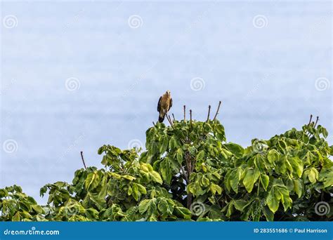 Laughing Falcon stock photo. Image of bird, crop, agriculture - 283551686