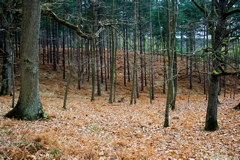 Making a good Gravy and the forest of Rambouillet - Home Sweet Sweden