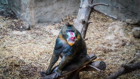 Mandrill vs Baboon and Drill, Facts and All Information A-Z