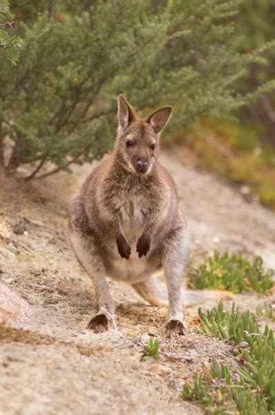 Wildlife in Tasmania | Tasmanian Animals