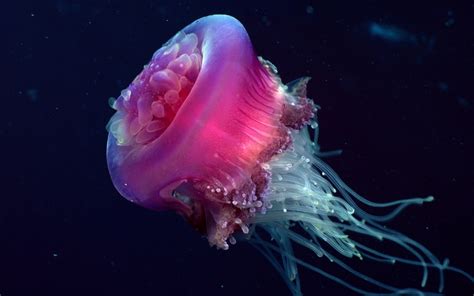 Jellyfish Wallpapers | Animals Library