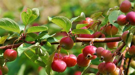 20 Types Of Crabapple Trees You Can Grow In Your Yard