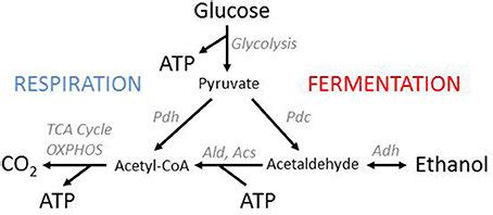 Yeast Fermentation Respiration Word Equation