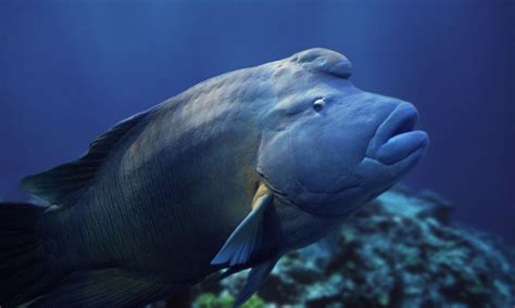 Humphead_Wrasse_8.13.2012_Revised_Hero_Image_HI_111751.jpg | Photos | WWF