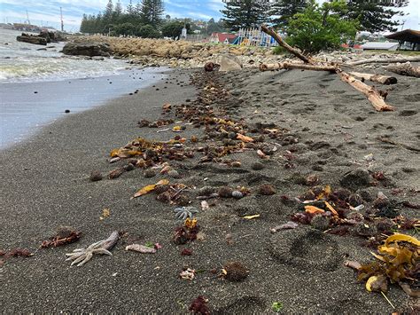 Napier beaches awash with wood and dead marine life – why? | BayBuzz