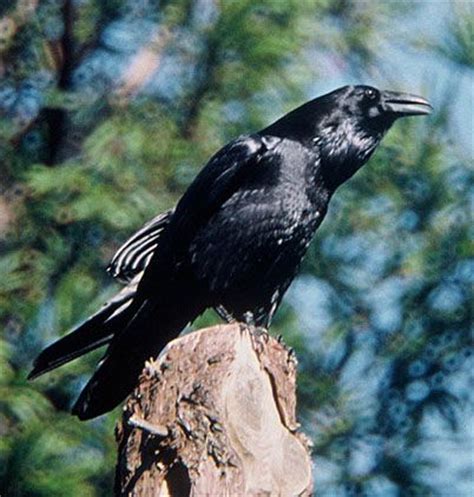 Legend of the Raven in mythology of Pacific Northwest coast Native ...