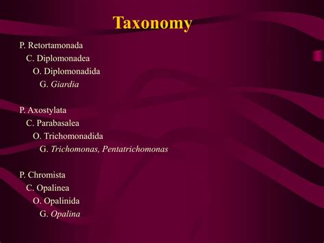 PPT - Chapter 6 Other Flagellated Protozoa: Diplomonadida and Trichomonadida PowerPoint ...