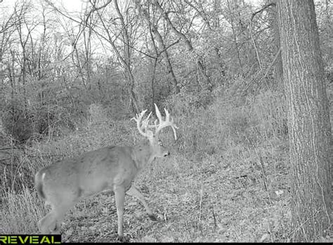 Iowa Hunter Tags 20-Point Buck, Recovers It with His Wife | Outdoor Life