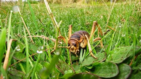 14 of the world’s weirdest insects | Articles | CBC Kids