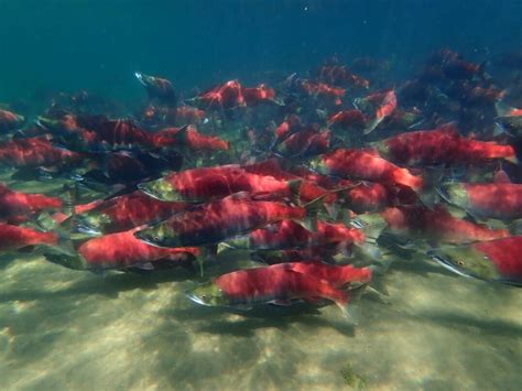 Sockeye Salmon: Hooked Jaws and Red Backs — Alaska Wildlife Alliance (AWA)