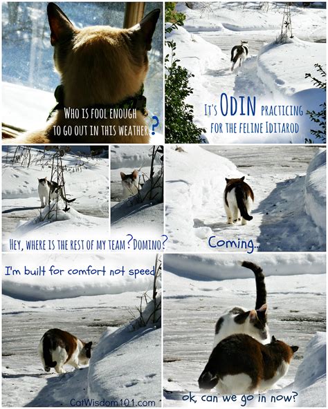 Funny Pictures Of Cats In The Snow