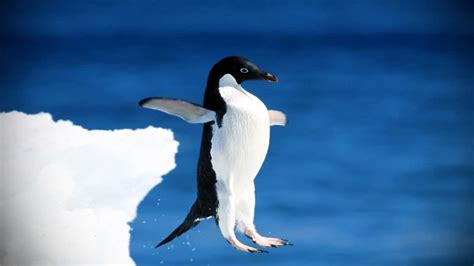 Download A Penguin Jumping Off Of An Iceberg | Wallpapers.com