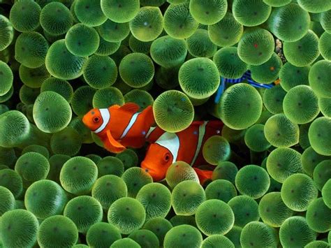 Peces Payaso y Anémonas | ZOEA Escuela de Buceo y Biología Marina