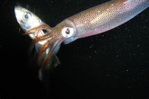 What Do Squid Eat? - Online Field Guide