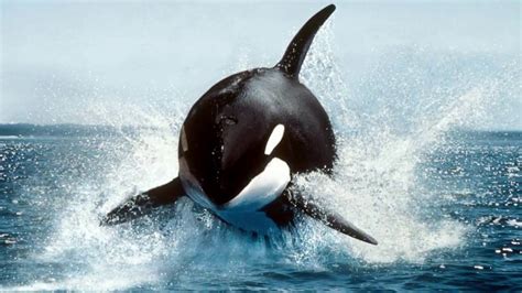 Largest Killer Whale