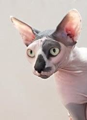 Sphynx Cat Breeders List