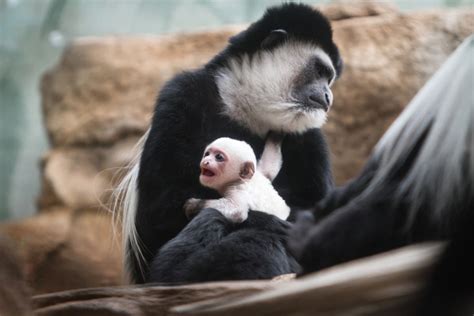 Baby Colobus Monkey Born At The Saint Louis Zoo's Primate House | University City, MO Patch