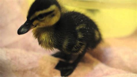 Rouen Ducklings - First Swim! - YouTube