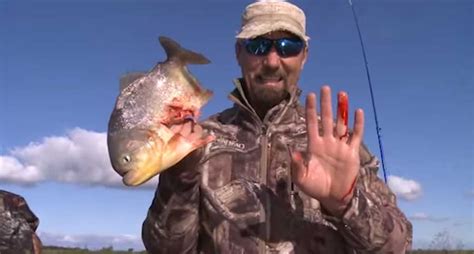 Giant Piranha Bites Off Finger Of Fisherman Filleting It [VIDEO]