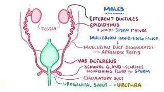 Gartner Duct Cyst: What Is It, Symptoms, And More Osmosis, 51% OFF