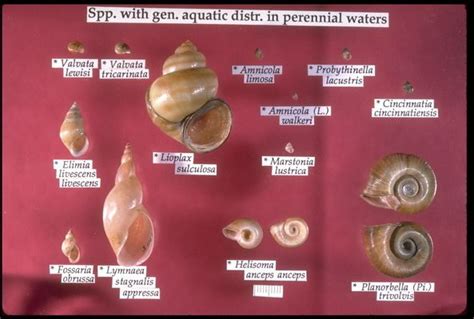 freshwater snails identification - Google Search | Fresh water, Snail, Perennials