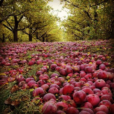 Apple orchards in Washington. | Washington state, Apple orchard, Nature