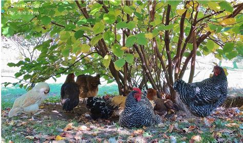 Creating a Chicken Habitat with Tips from Jungle Fowl | Chickens backyard, Chickens, Mixed flock