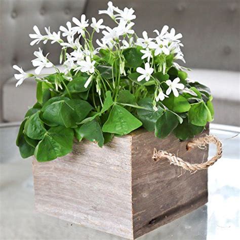 How to Grow a Shamrock Plant - Shamrock Plant Care