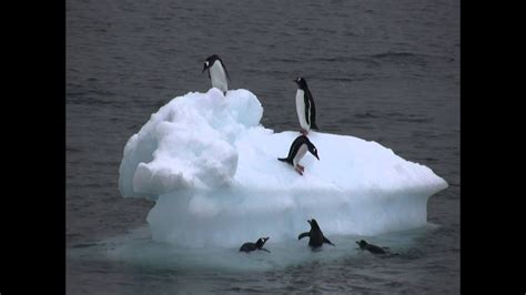 Gentoo penguins jumping on iceberg, Antarctica - YouTube