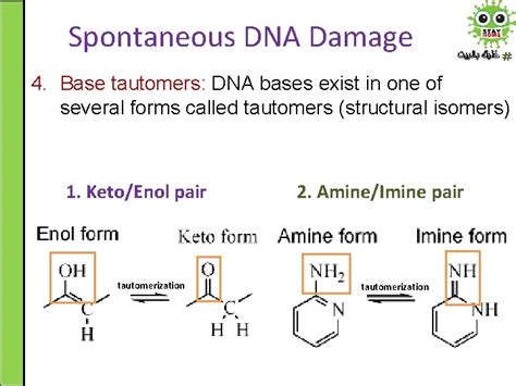 DNA Damage Mutations and Repair Mechanisms Dr Nesrin