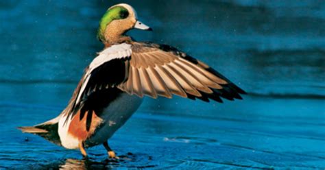 10 Tips for Dynamic Waterfowl Photos | Waterfowl, Duck photography, Bird photography