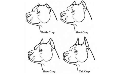 Doberman Ear Cropping Styles & Aftercare Tips - Petaddon