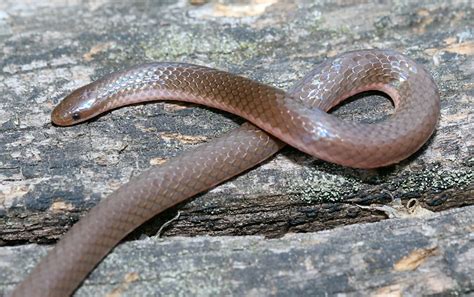 Maryland Biodiversity Project - Eastern Wormsnake (Carphophis amoenus amoenus)