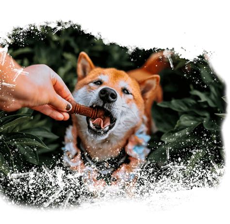 Dental Treats For Dogs - Natural Farm