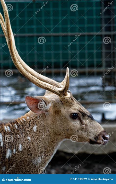 Close Up Picture Spotted Deer, a Deer in a Zoo Stock Image - Image of close, mammal: 311093021