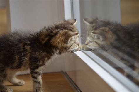 Do Cats Understand Mirrors & Their Reflection? | Hepper