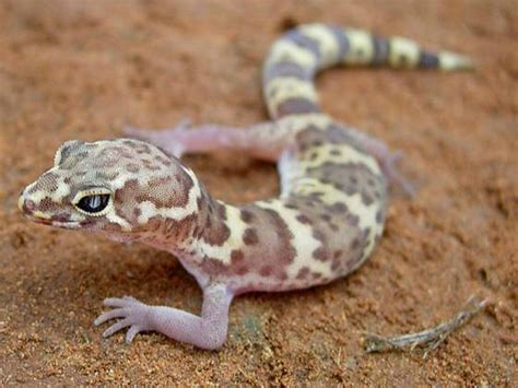 Texas Banded Gecko Facts and Pictures | Reptile Fact