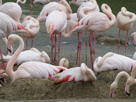 Inside the nesting colony | WWT