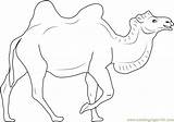 Bactrian Camel Coloring Page sketch template
