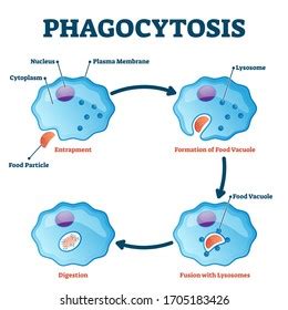 Phagocytosis Process Diagram