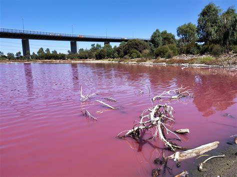 Westgate Park Pink Lake: Mother nature's yearly gift to Melbourne