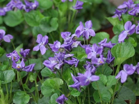 VIOLA ODORATA | I LOVE HOMEOPATHY | Heirloom seeds, Herbs, Seeds