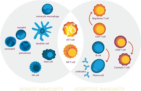 Gamma Delta T Cells - Lava Therapeutics